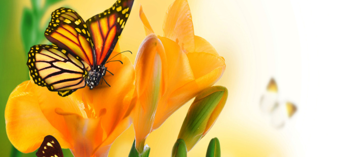 Das Orange Butterflies - Chlosyne gabbii Wallpaper 720x320