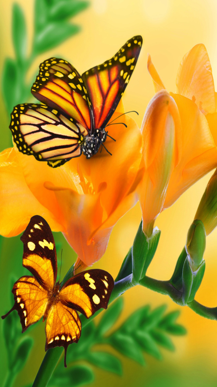 Orange Butterflies - Chlosyne gabbii wallpaper 750x1334