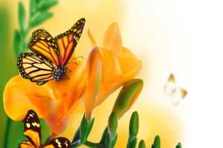 Orange Butterflies - Chlosyne gabbii - Obrázkek zdarma pro Desktop 1280x720 HDTV