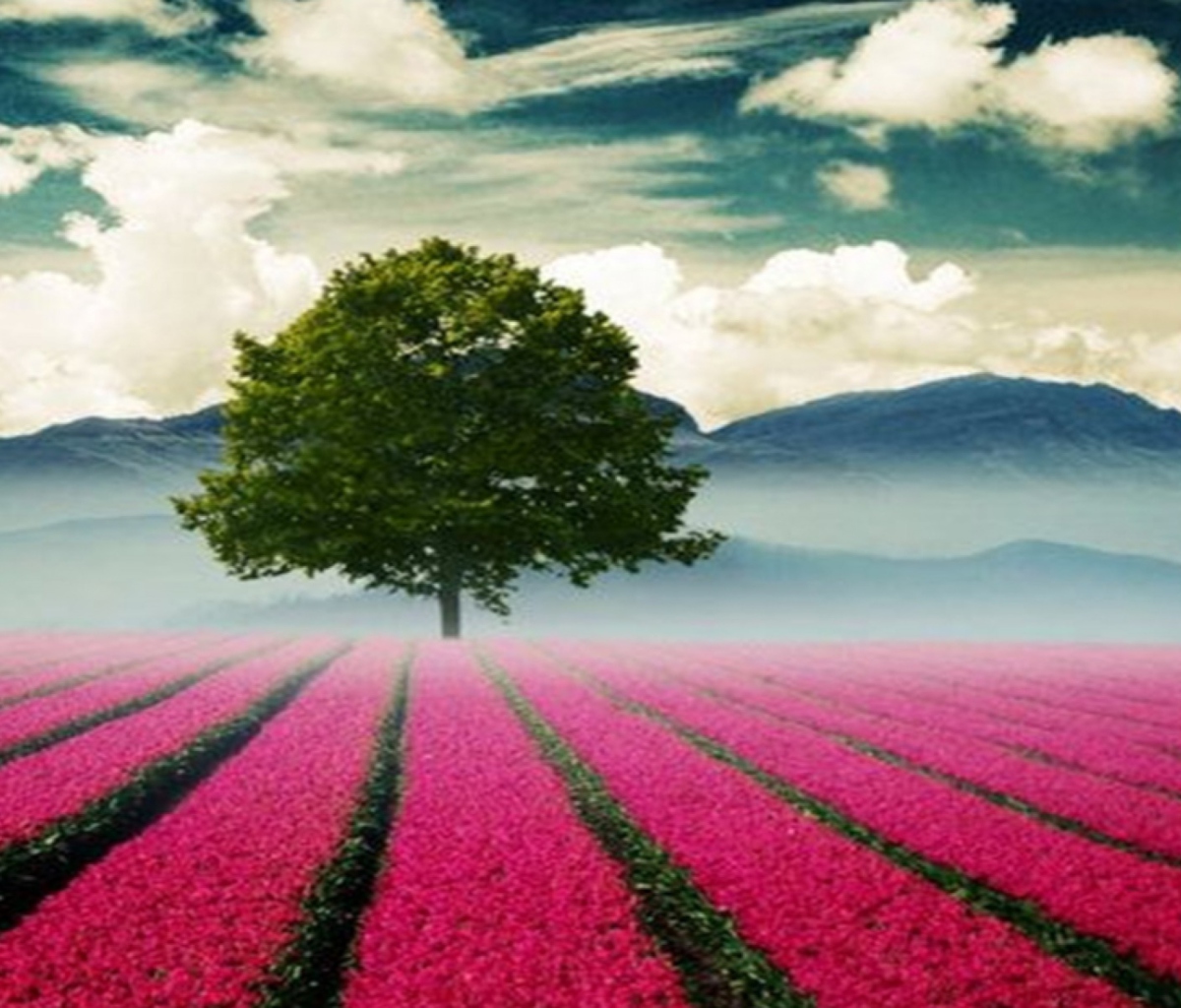 Fondo de pantalla Beautiful Landscape With Tree And Pink Flower Field 1200x1024