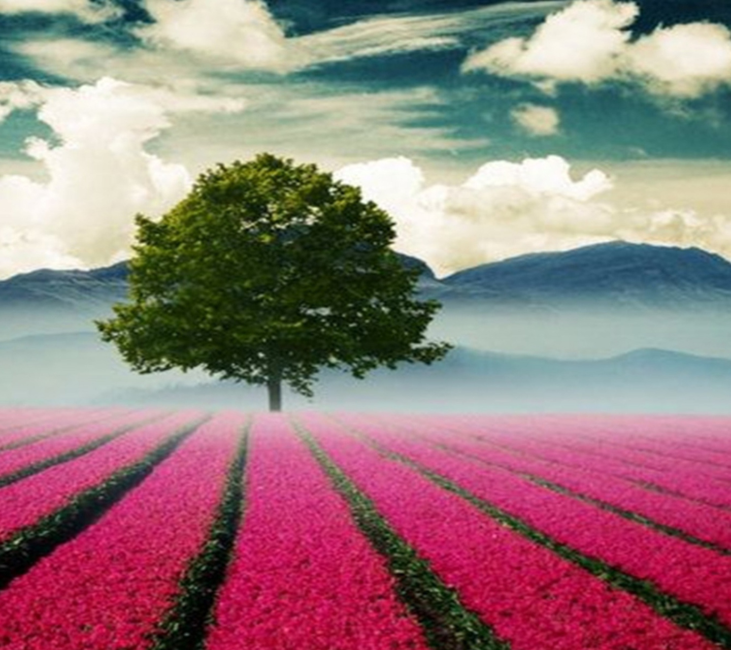 Das Beautiful Landscape With Tree And Pink Flower Field Wallpaper 1440x1280