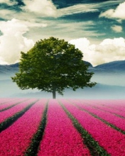 Beautiful Landscape With Tree And Pink Flower Field wallpaper 176x220