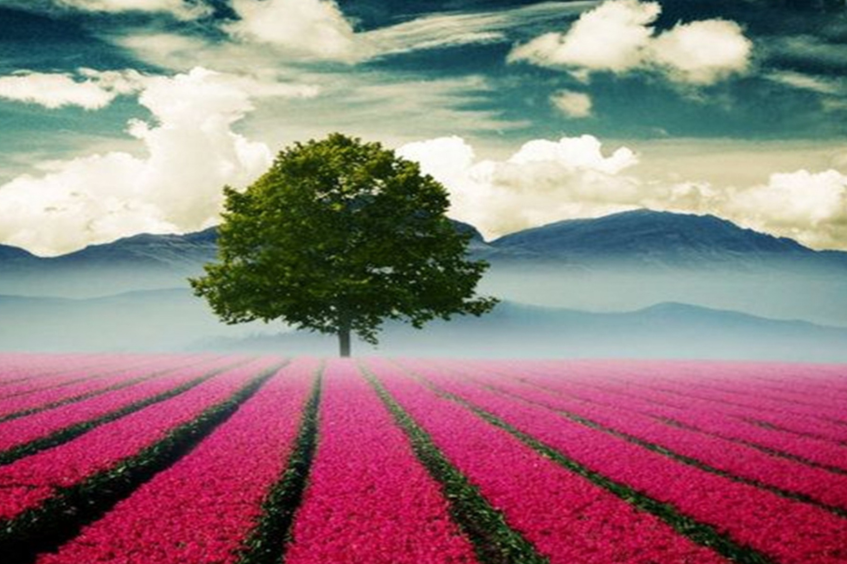 Das Beautiful Landscape With Tree And Pink Flower Field Wallpaper 2880x1920