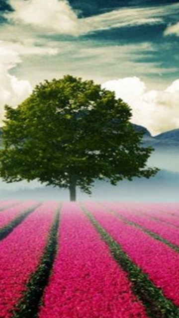 Beautiful Landscape With Tree And Pink Flower Field wallpaper 360x640