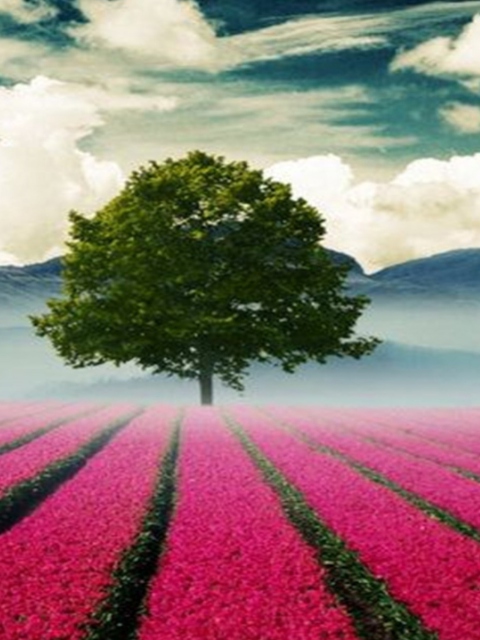 Das Beautiful Landscape With Tree And Pink Flower Field Wallpaper 480x640