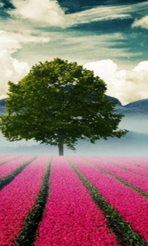 Beautiful Landscape With Tree And Pink Flower Field wallpaper 480x800