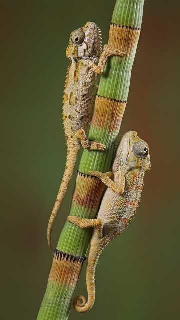 Das Chameleon Wallpaper 360x640