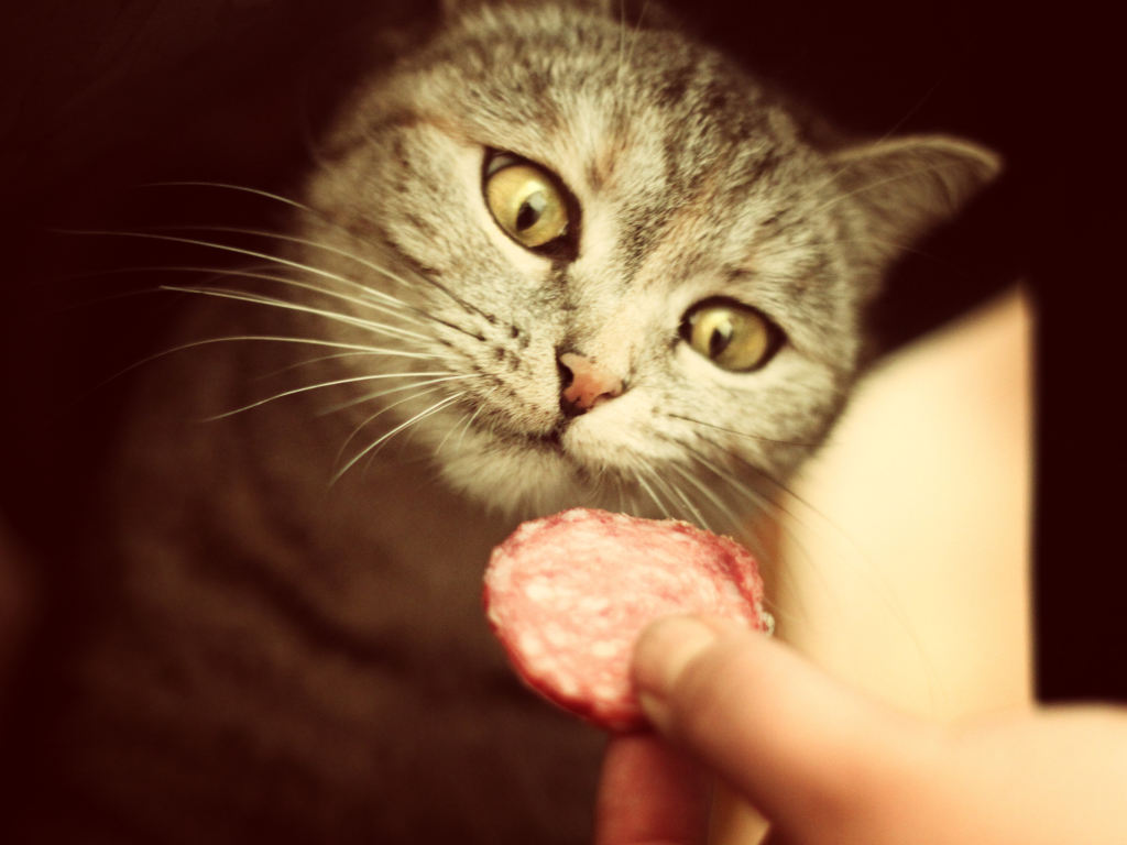 Cat And Sausage screenshot #1 1024x768