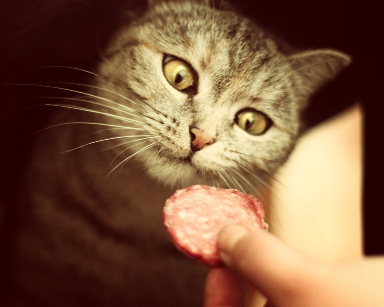 Cat And Sausage screenshot #1 1280x1024