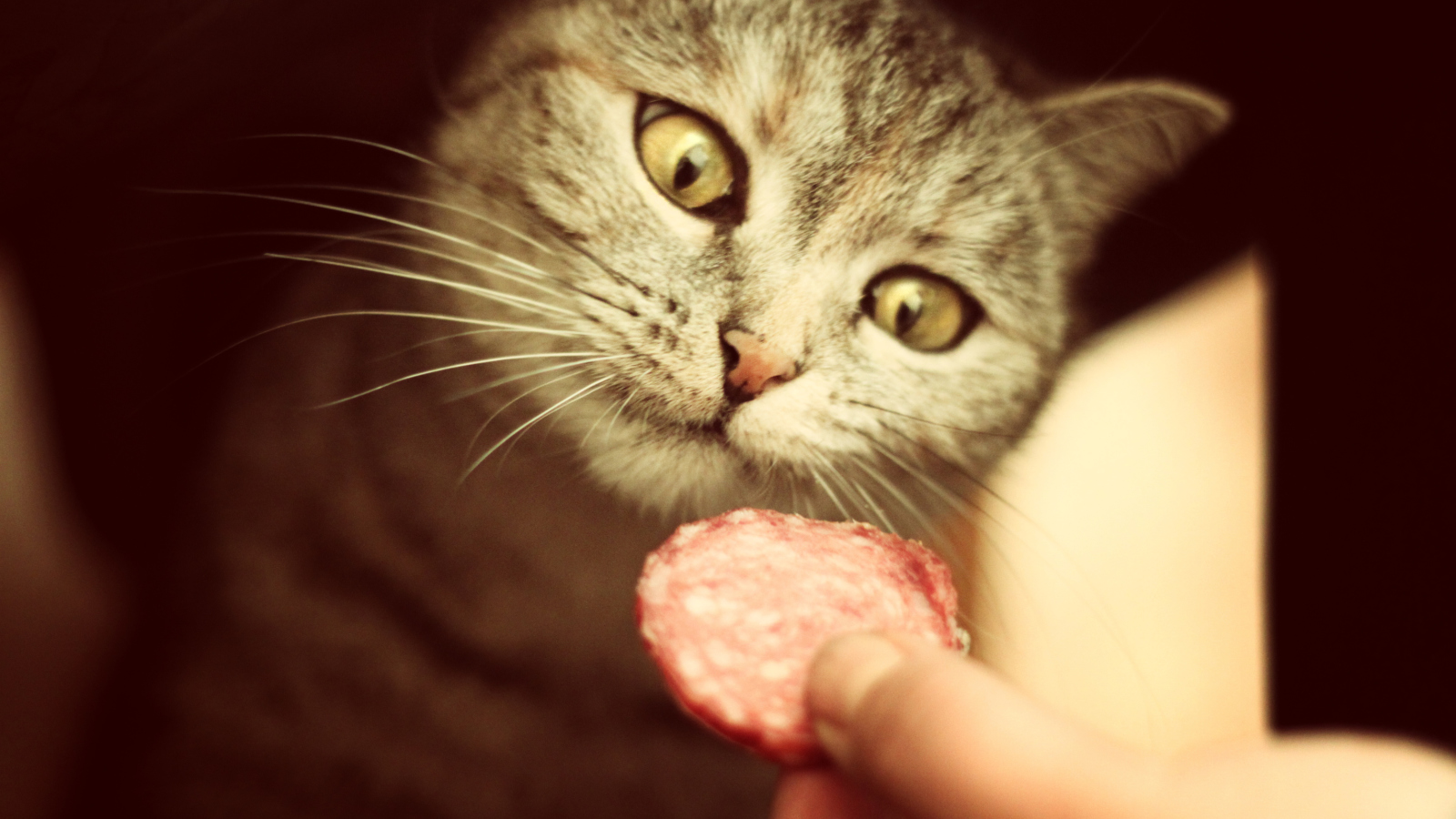 Cat And Sausage screenshot #1 1600x900