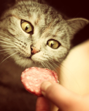 Cat And Sausage screenshot #1 176x220