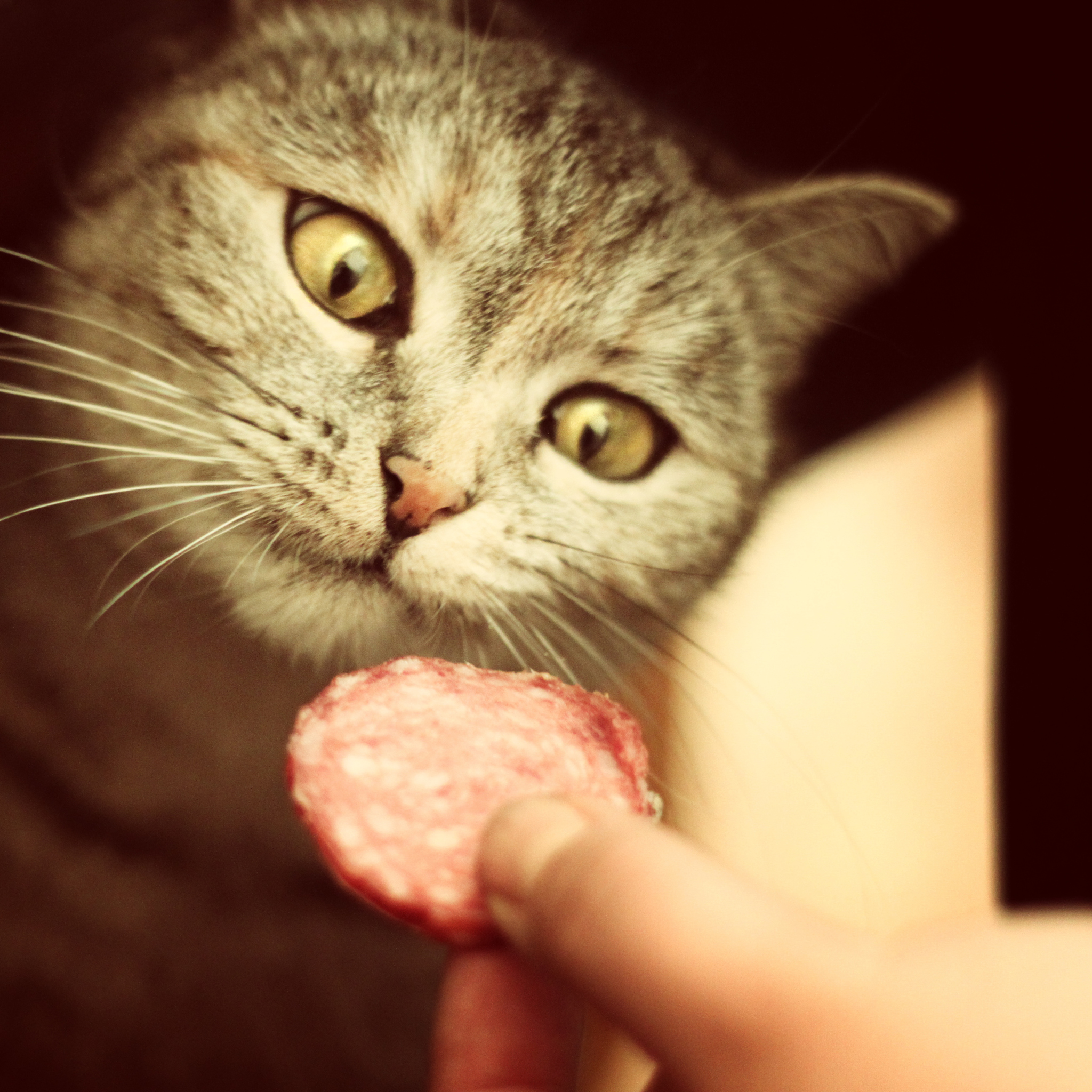 Cat And Sausage wallpaper 2048x2048