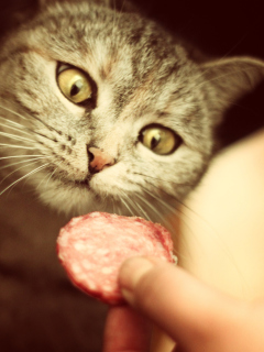 Sfondi Cat And Sausage 240x320