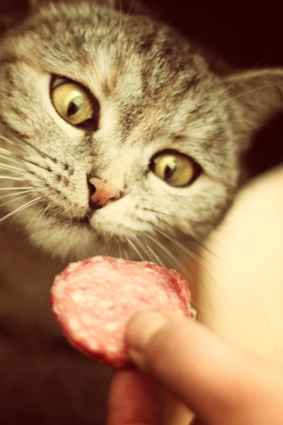 Das Cat And Sausage Wallpaper 320x480