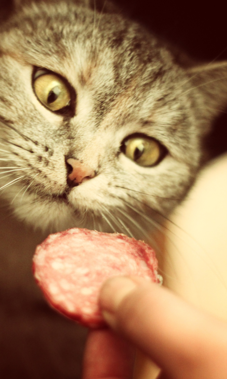 Fondo de pantalla Cat And Sausage 768x1280