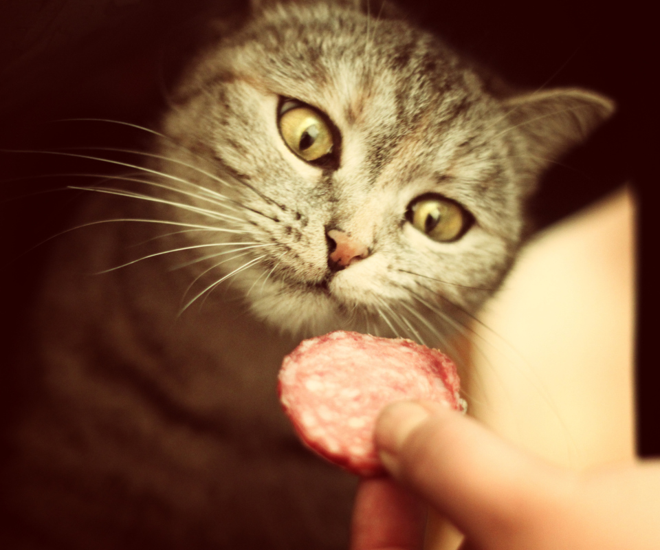 Das Cat And Sausage Wallpaper 960x800