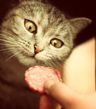 Cat And Sausage - Obrázkek zdarma pro iPhone 3G
