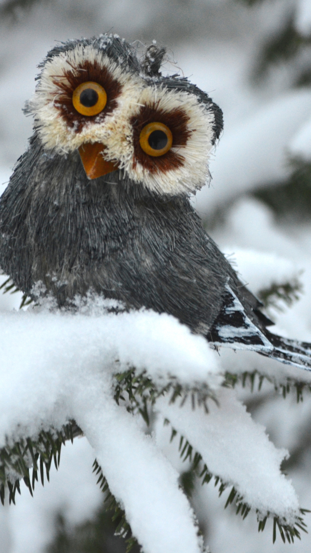 Das Funny Fluffy Eyes Owl Wallpaper 1080x1920