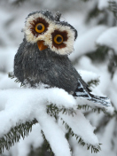 Das Funny Fluffy Eyes Owl Wallpaper 132x176