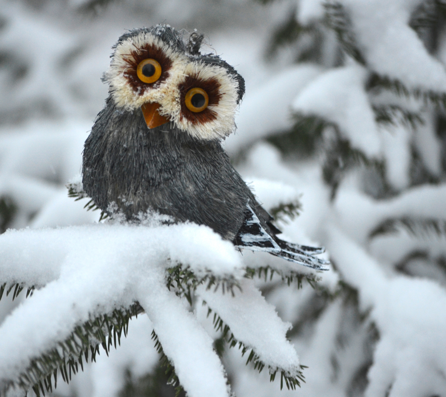 Funny Fluffy Eyes Owl wallpaper 1440x1280