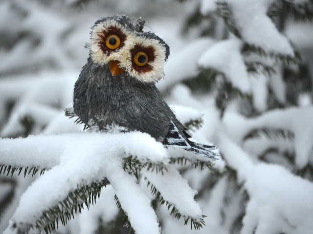 Das Funny Fluffy Eyes Owl Wallpaper 640x480