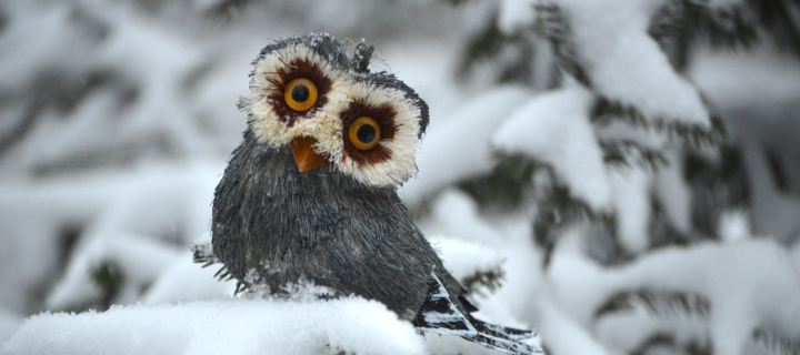 Das Funny Fluffy Eyes Owl Wallpaper 720x320