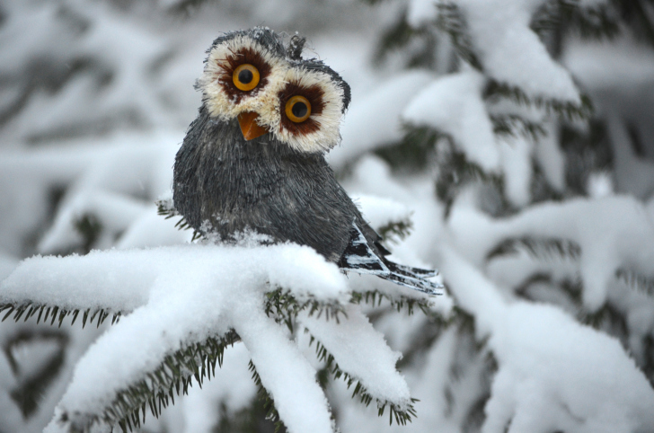 Обои Funny Fluffy Eyes Owl