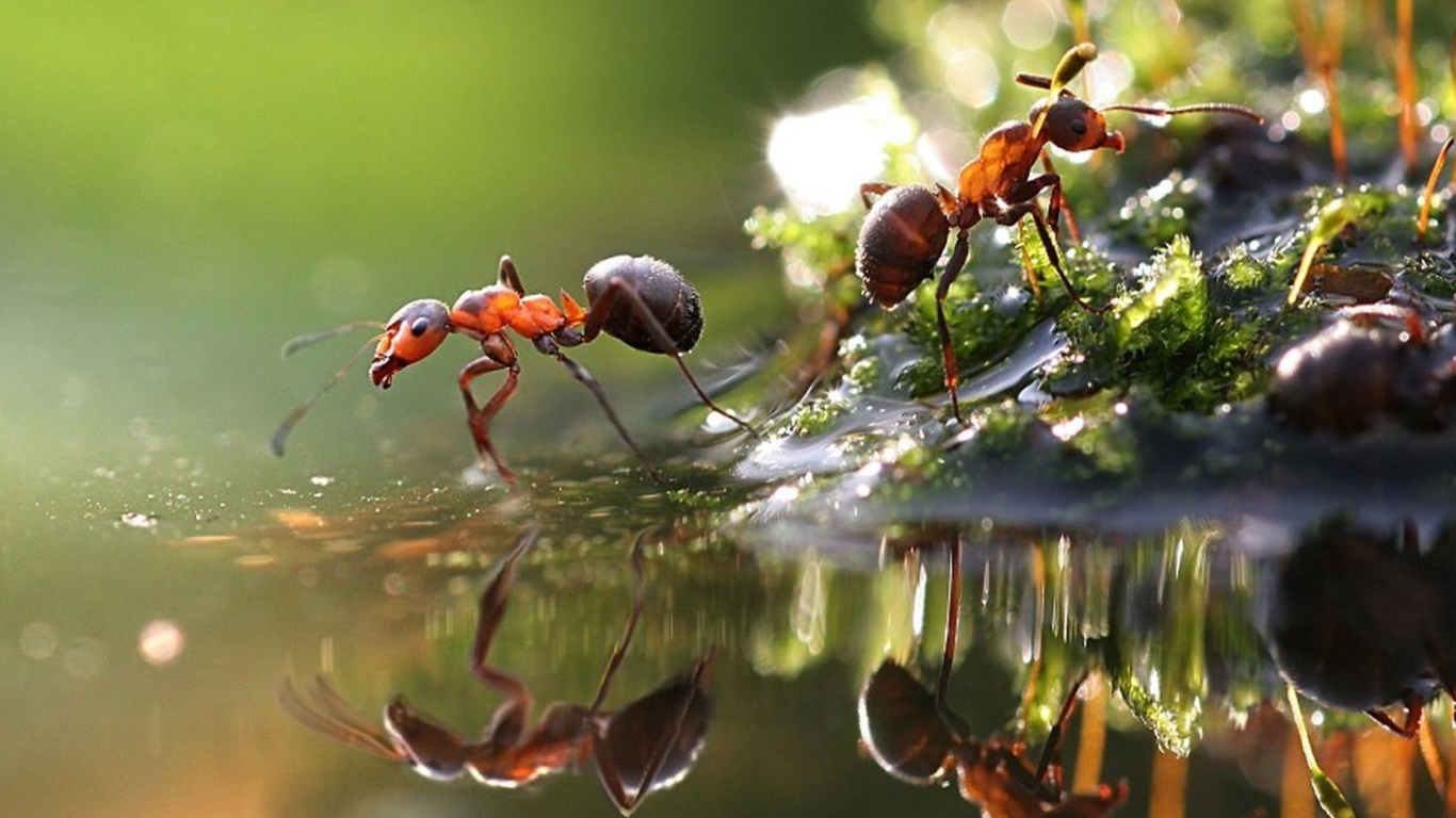 Ant wallpaper 1366x768