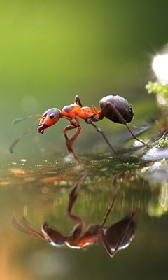 Ant wallpaper 240x400