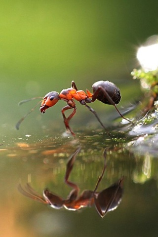 Das Ant Wallpaper 320x480