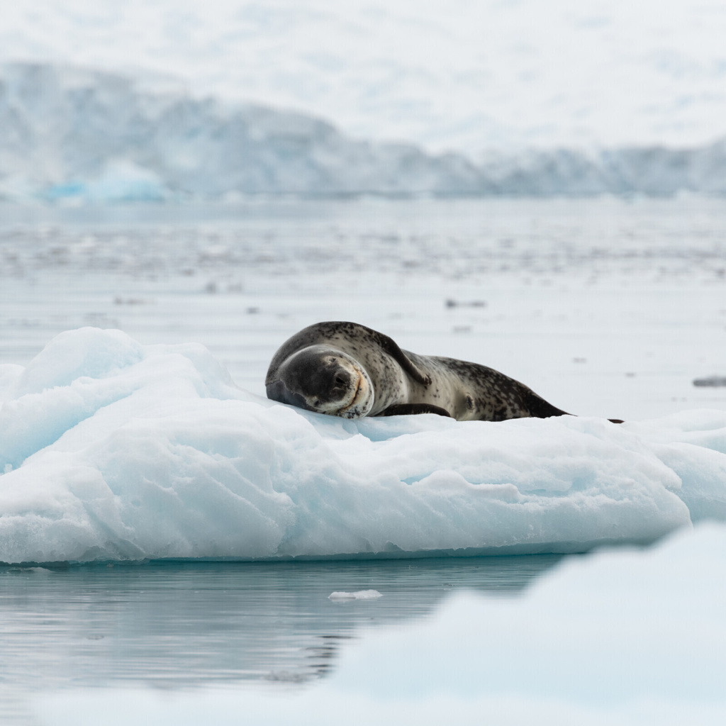 Leopard seal in ice of Antarctica wallpaper 1024x1024