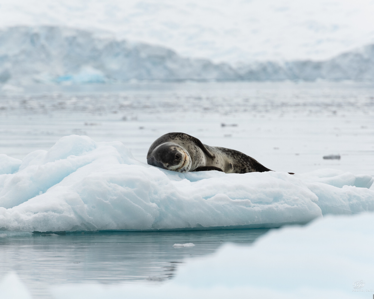 Fondo de pantalla Leopard seal in ice of Antarctica 1280x1024