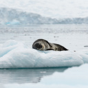 Screenshot №1 pro téma Leopard seal in ice of Antarctica 128x128