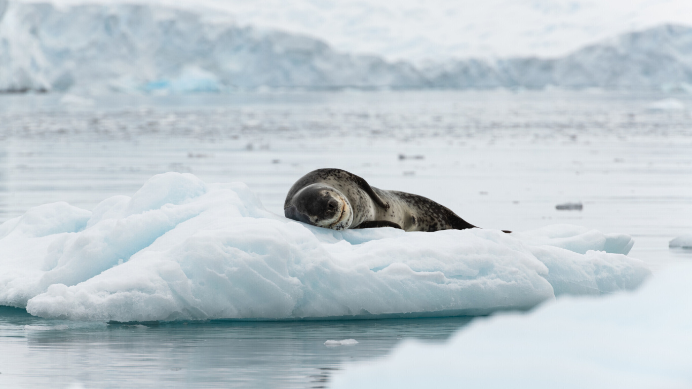 Обои Leopard seal in ice of Antarctica 1366x768