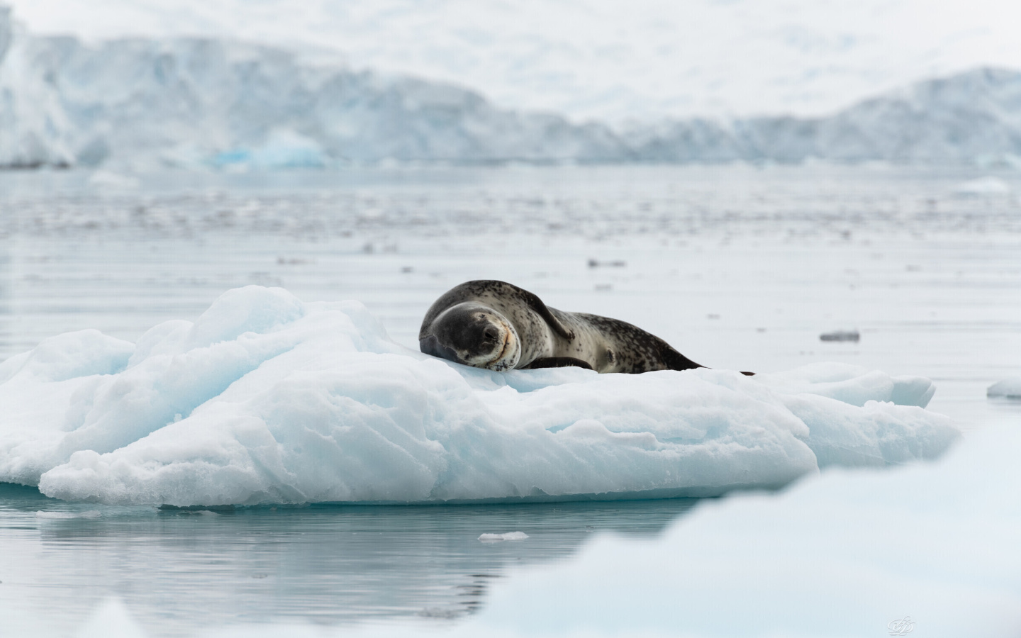 Leopard seal in ice of Antarctica wallpaper 1440x900