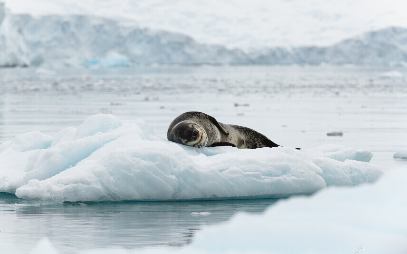 Leopard seal in ice of Antarctica wallpaper 1680x1050