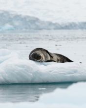 Leopard seal in ice of Antarctica wallpaper 176x220