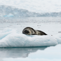 Leopard seal in ice of Antarctica wallpaper 208x208
