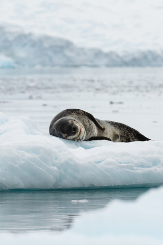 Fondo de pantalla Leopard seal in ice of Antarctica 320x480