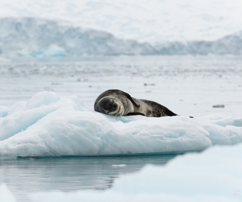 Обои Leopard seal in ice of Antarctica 480x400