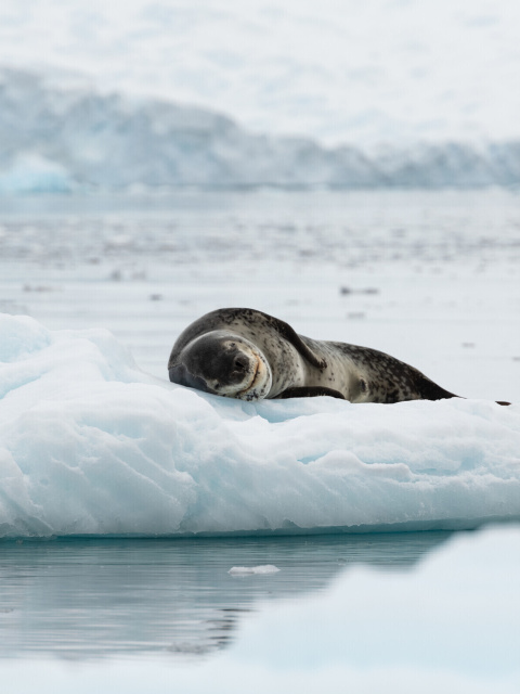 Das Leopard seal in ice of Antarctica Wallpaper 480x640