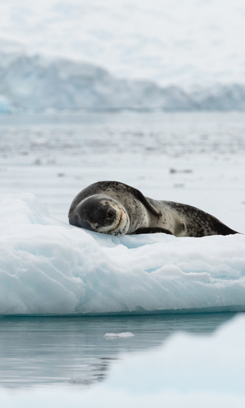 Fondo de pantalla Leopard seal in ice of Antarctica 480x800