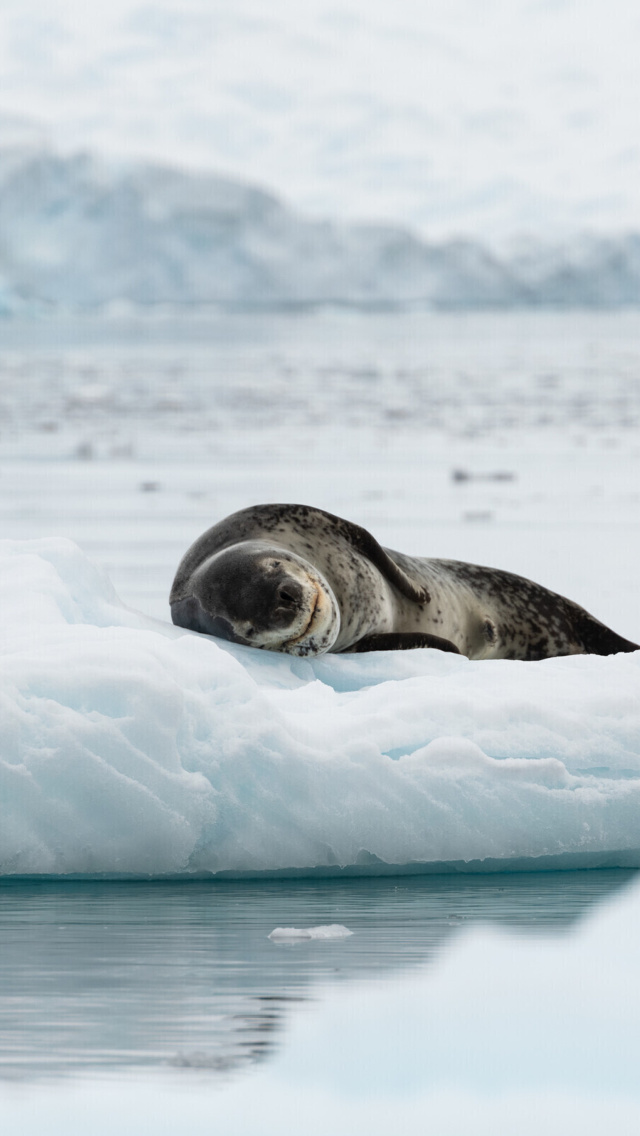 Обои Leopard seal in ice of Antarctica 640x1136