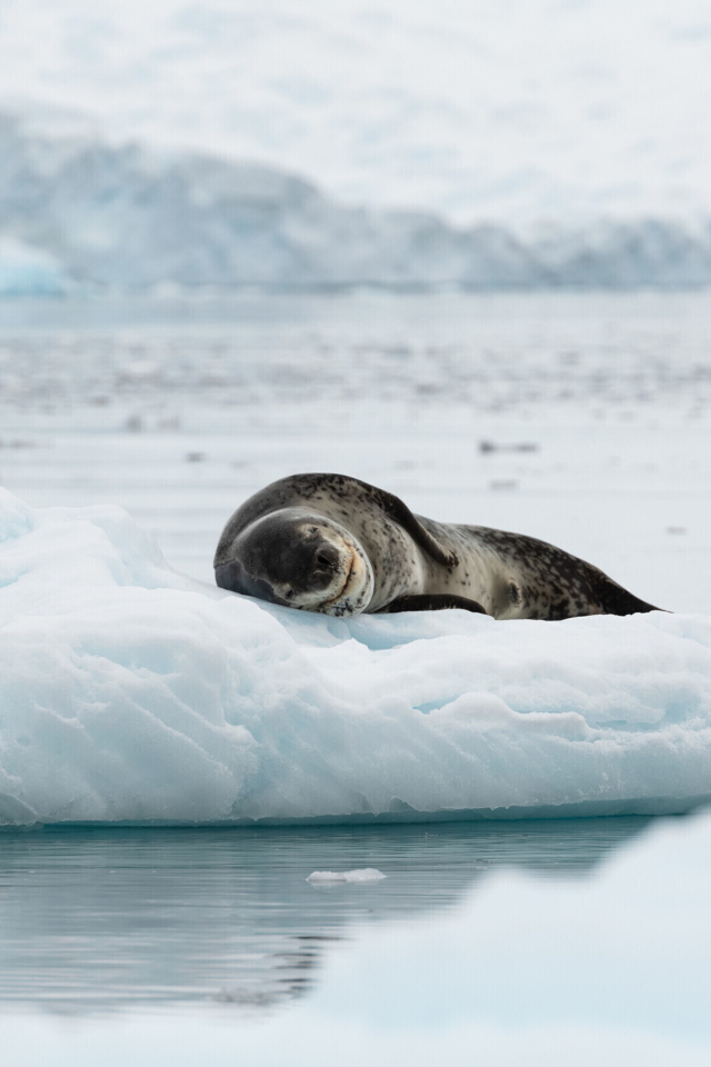 Обои Leopard seal in ice of Antarctica 640x960