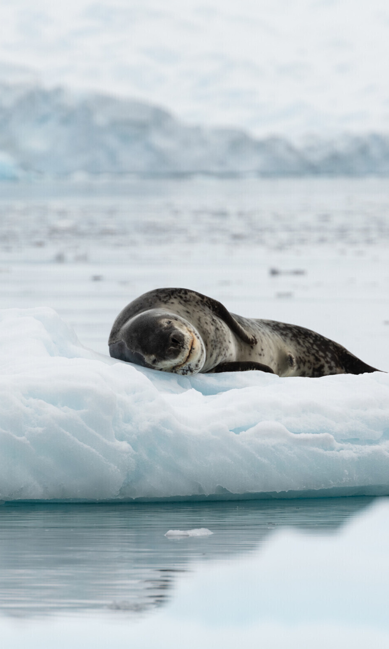 Das Leopard seal in ice of Antarctica Wallpaper 768x1280