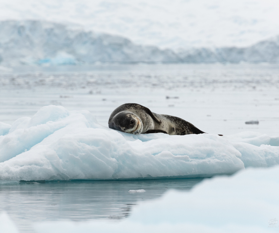Leopard seal in ice of Antarctica wallpaper 960x800