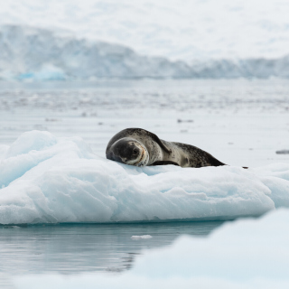 Leopard seal in ice of Antarctica Wallpaper for iPad 3