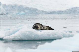 Free Leopard seal in ice of Antarctica Picture for Android, iPhone and iPad