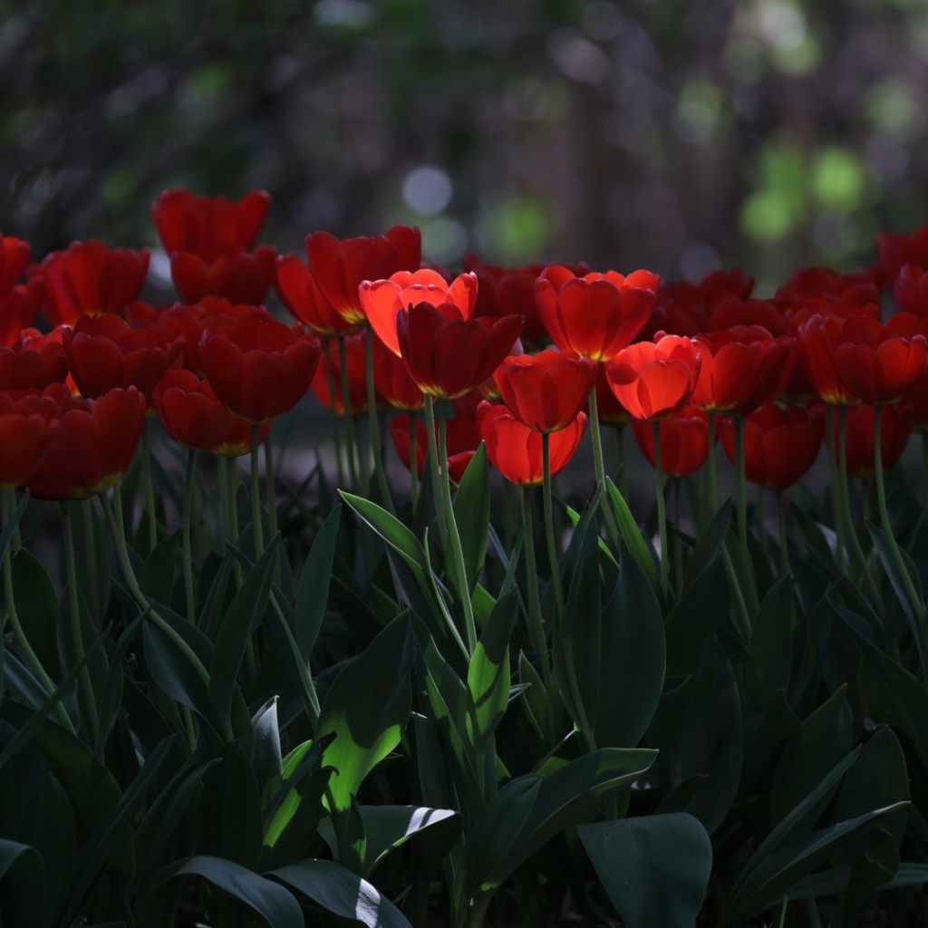 Fondo de pantalla Red Tulips HD 1024x1024