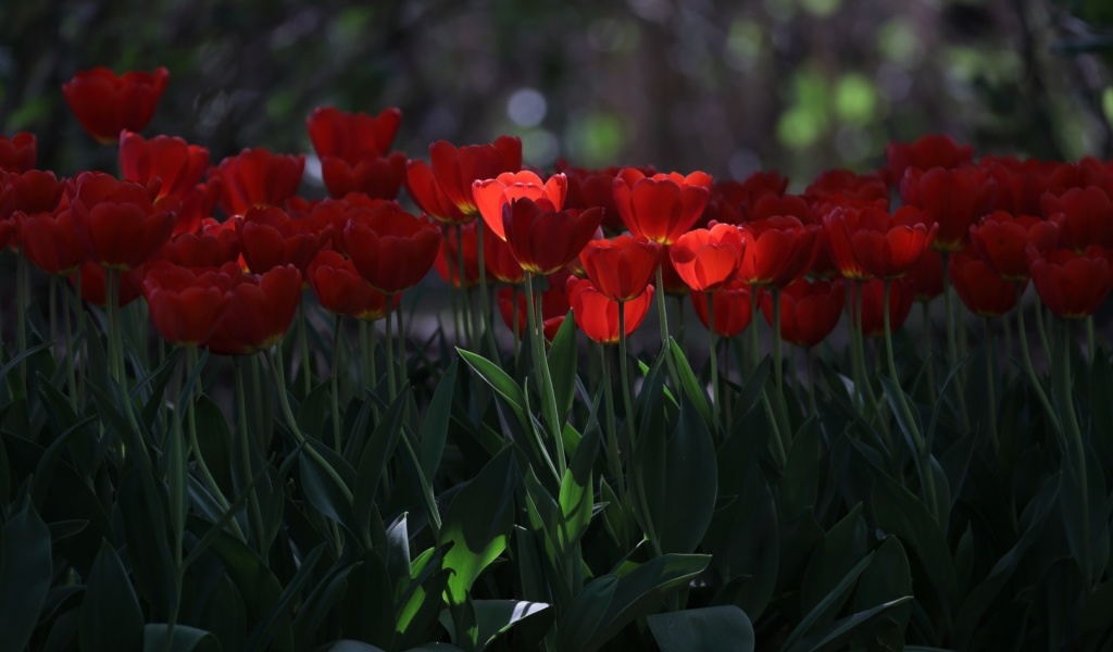 Red Tulips HD wallpaper 1024x600